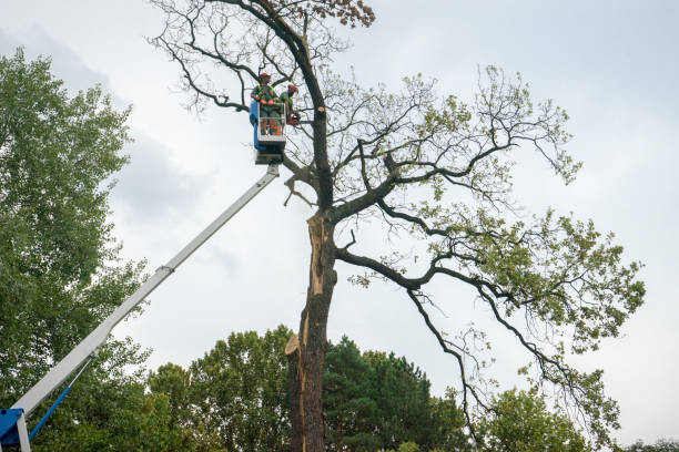 Best Palm Tree Trimming  in Hunter, TN